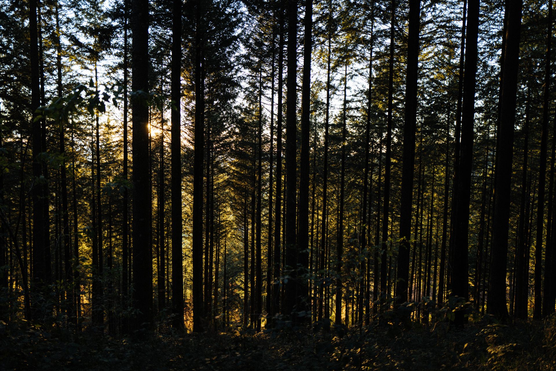 Forêt en Nouvelle-Aquitaine